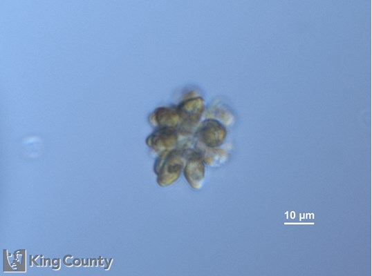 Photo of Corymbellus aureus